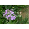 蓝香芥批发 品种好的蓝香芥价格怎么样