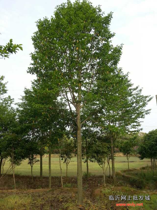 香樟树