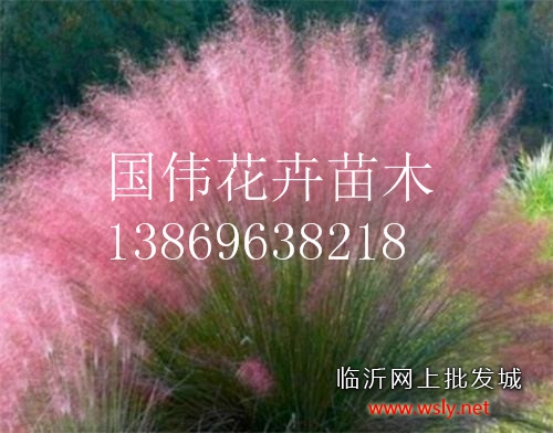 粉黛乱子草