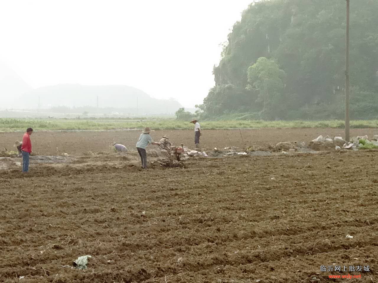 荔浦香芋