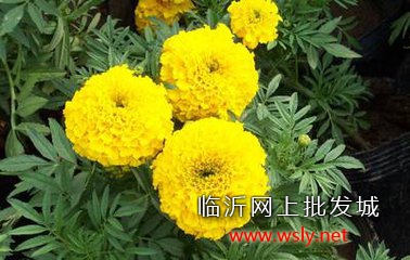 元磊-【万寿菊/优质万寿菊/万寿菊价格/青州万寿菊】