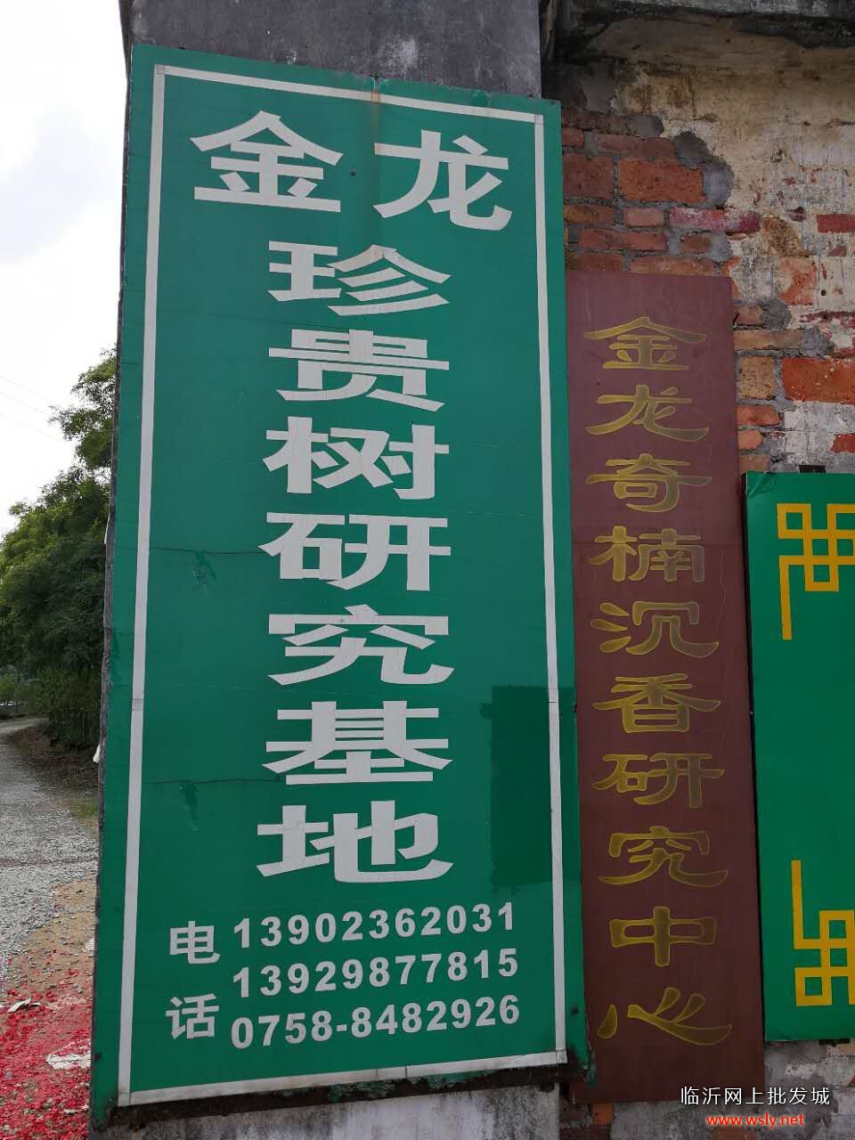 印度黄檀