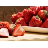 伍佰亩丹东红颜草莓-您上好的选择-草莓一件代发