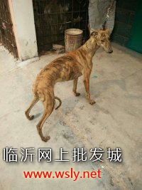 山东格力犬养殖场