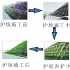 河南草坪种子——来嘉盛园林，买热销二月兰花卉种子