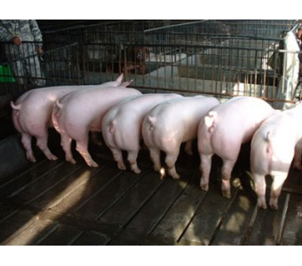河北仔猪价格 价位合理的杜洛克仔猪就在仔猪哥繁殖基地