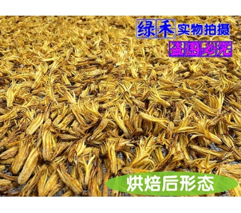 绿禾农业开发有限公司芦荟花茶-您上好的选择 福建芦荟苗