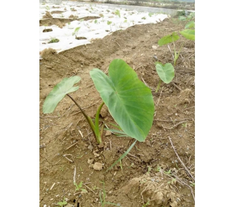 广西荔浦芋批发_价格适中的荔浦香芋批发市场推荐