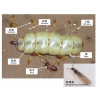 同安白蚁防治中心_专业白蚁防治服务欢迎您——福建欣泰康