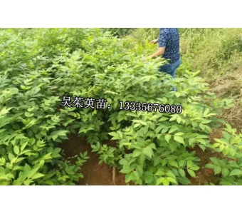 质量好的吴茱萸树苗优选亳州药材总公司_供应吴茱萸树苗