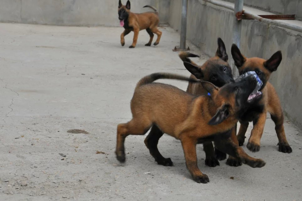 纯种幼犬繁育