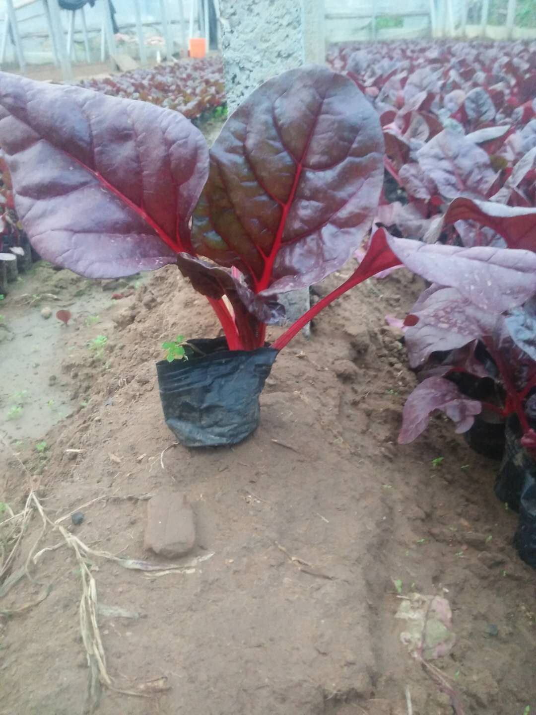 出售红叶甜菜+求购红叶甜菜/红叶甜菜种植，青州红叶甜菜基地