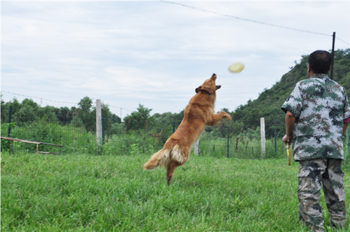 专业训犬