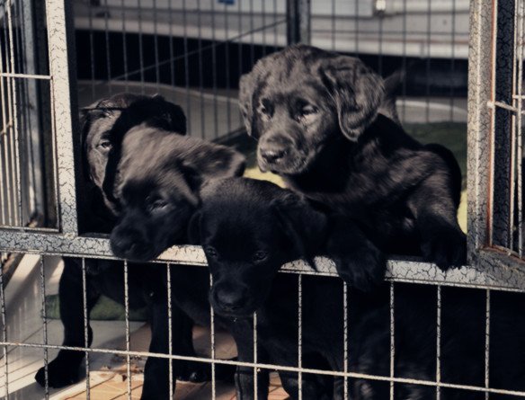 纯种幼犬繁育