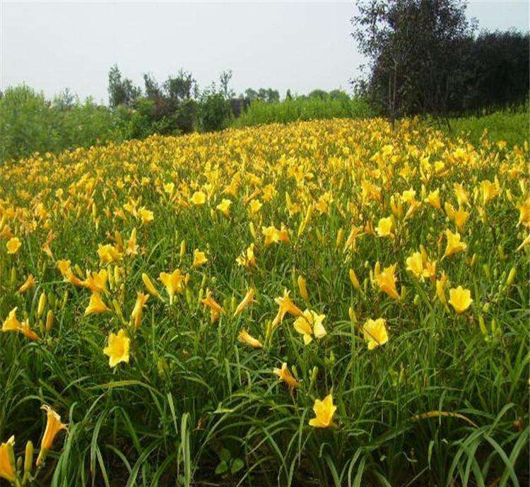 求购大花萱草【遗世独立】大花萱草销售+大花萱草批发价格