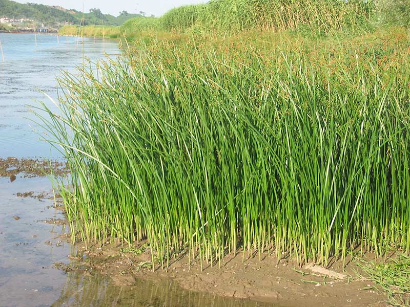 BEST！青州水葱*水葱种植基地、价格【玉伦】