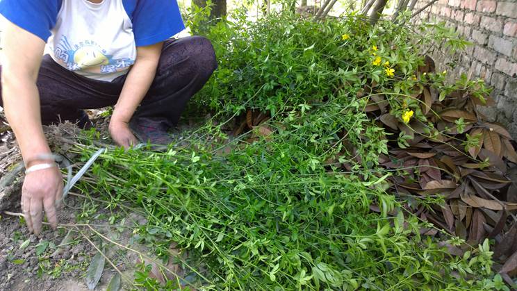 成都藤蔓植物基地