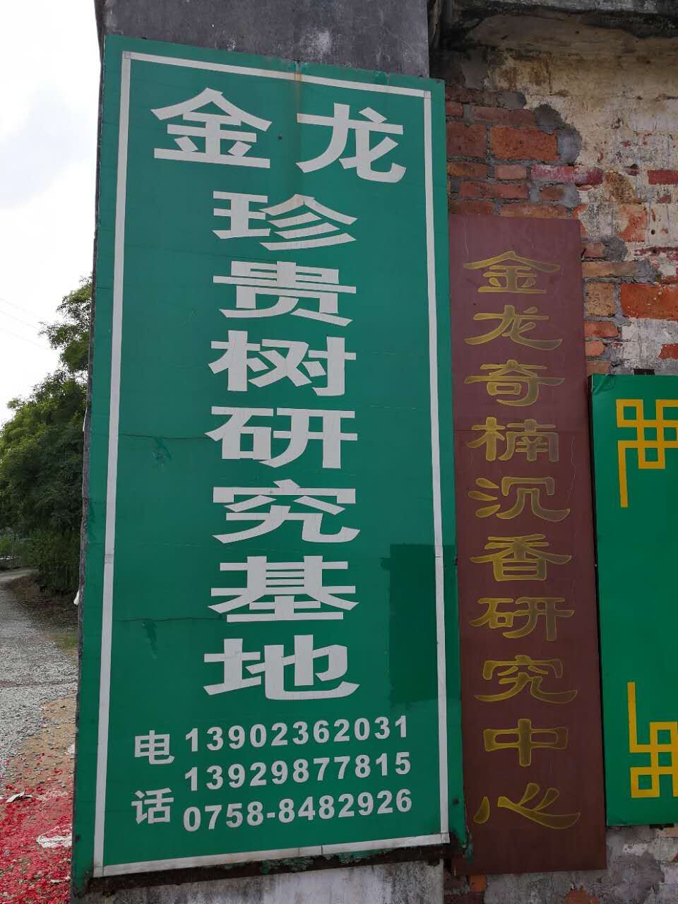 印度黄檀