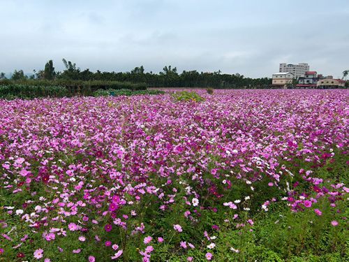 波斯菊