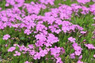 芝樱花种植【粉彩大盘】芝樱花基地，芝樱花销售