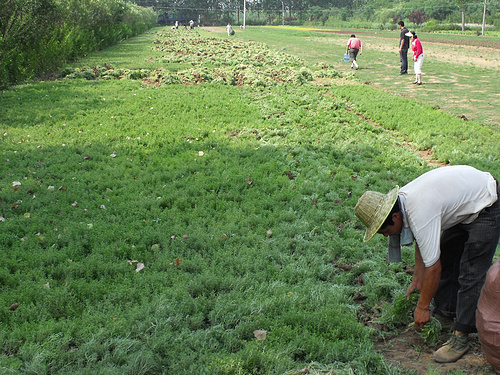 草坪基地